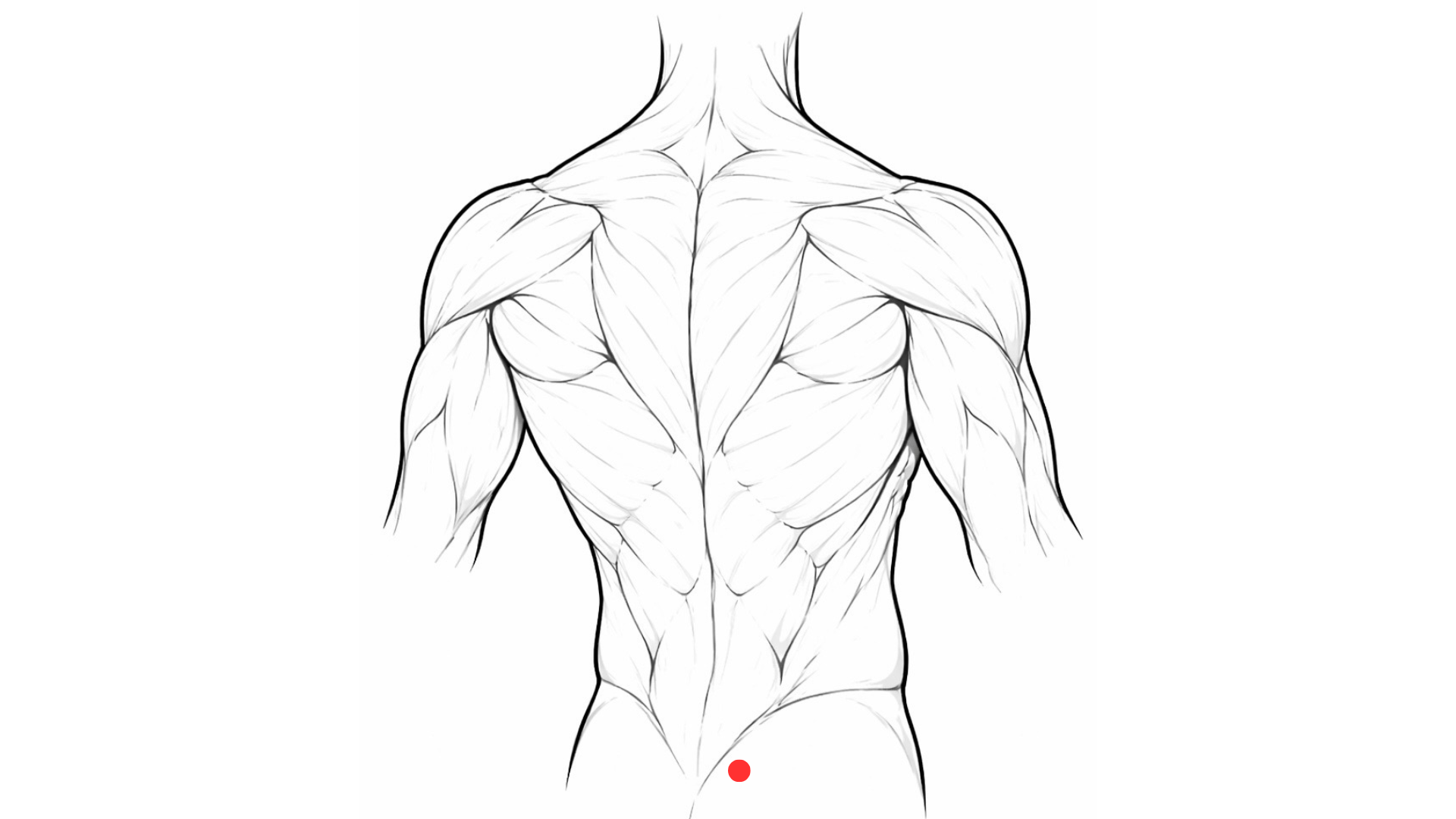 Point d’acupuncture 28V Pang Guang Shu sur le sacrum, utilisé pour les infections urinaires et la pollakiurie en médecine chinoise.