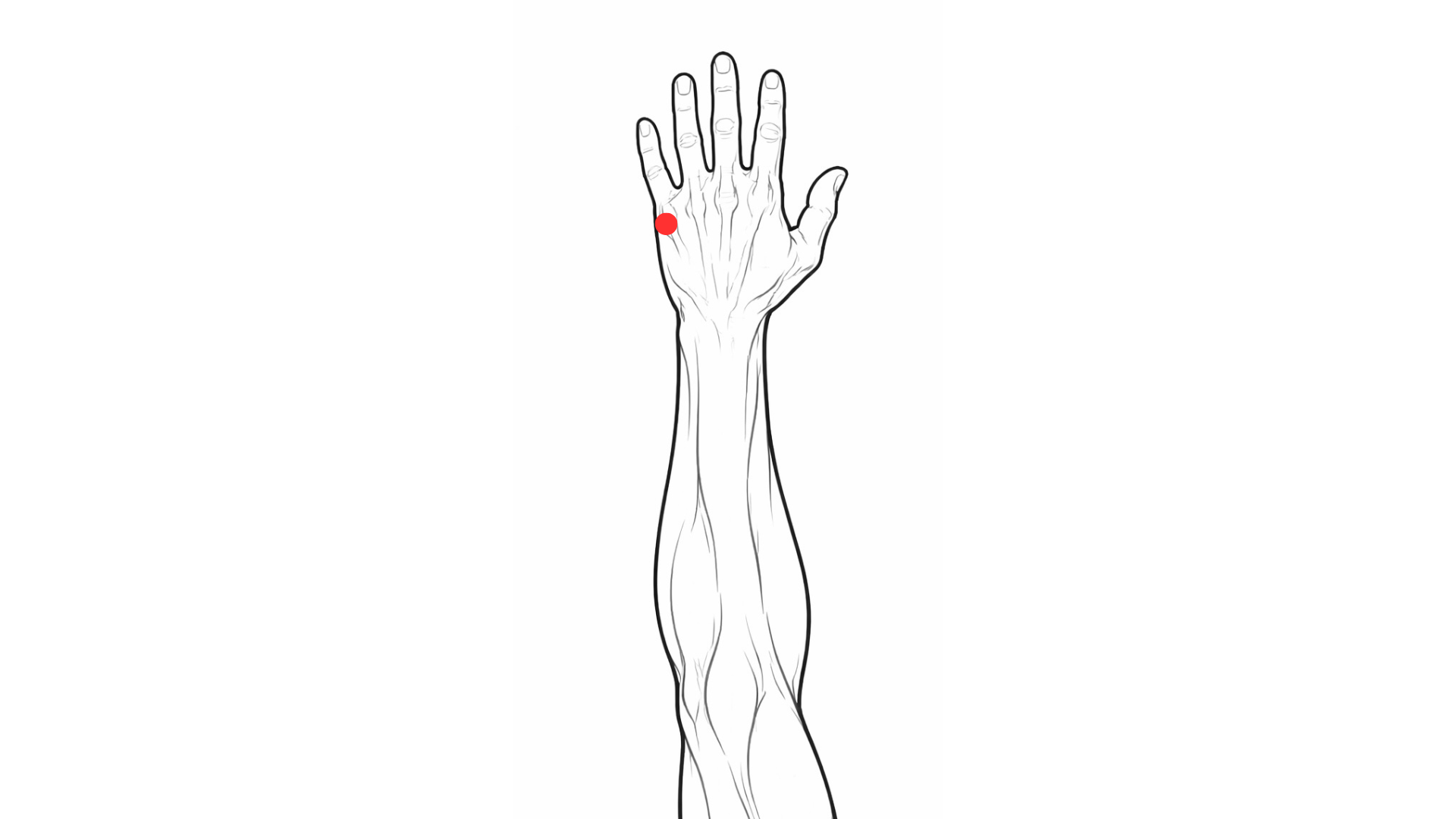 Point d’acupuncture 3IG Houxi localisation main douleur colonne vertébrale