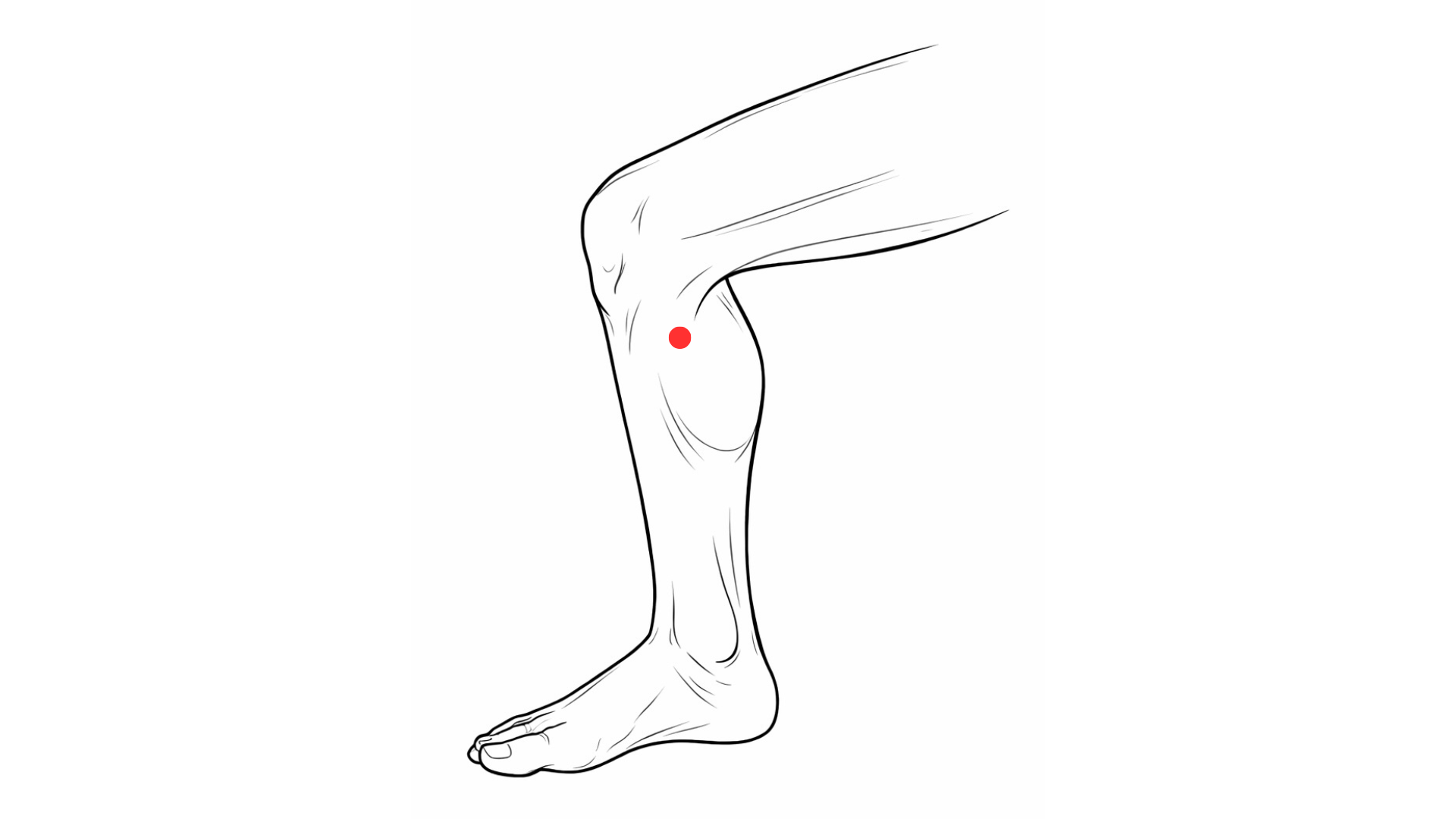 Localisation du point d’acupuncture Yinlingquan 9Rt sur la face interne de la jambe, sous le condyle tibial interne, médecine traditionnelle chinoise